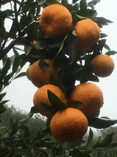 收藏！泉州-咱厝人的特色农产品清单来啦