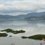 打开福建宁德绿富美“密码”：红树林变“金树林” 海域监管有新招