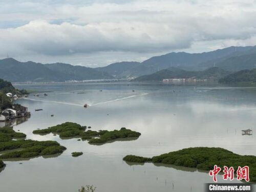 打开福建宁德绿富美“密码”：红树林变“金树林” 海域监管有新招