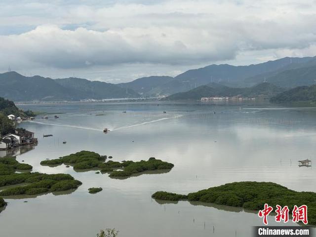 打开福建宁德绿富美“密码”:红树林变“金树林” 海域监管有新招