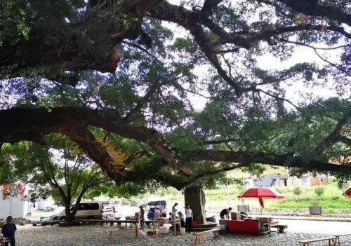 11月去哪？这座宝藏小城，半山半海，美景免费！