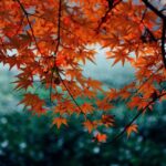 鼓山深秋之旅：登高望远，品味地道零食 鼓山，位于福建省福州