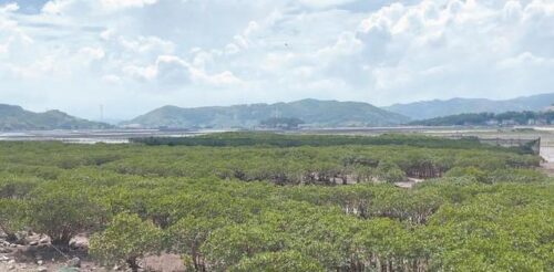 福鼎：努力重现“海上森林”