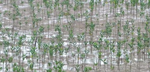 福鼎：努力重现“海上森林”