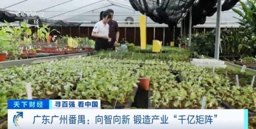 年产值超36亿元！湖南邵阳打造“油茶+N”模式，带火“林下经济”