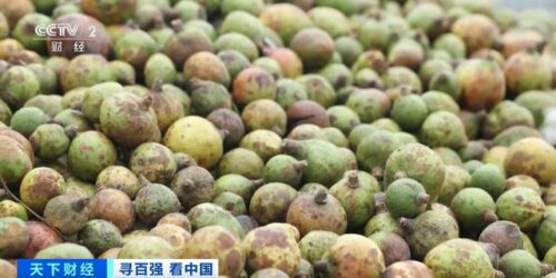 年产值超36亿元！湖南邵阳打造“油茶+N”模式，带火“林下经济”