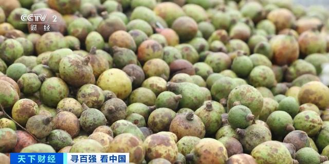 年产值超36亿元!湖南邵阳打造“油茶+N”模式,带火“林下经济”