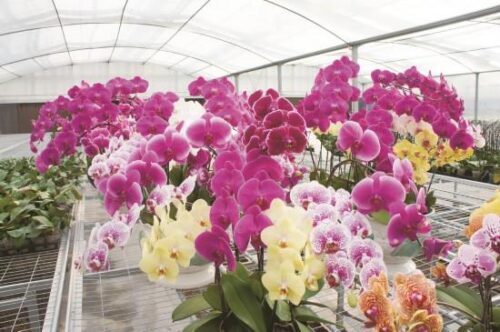 千亿闽花 绚烂绽放