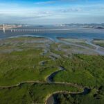 漳州市检察院办结全国单笔金额最大红树林碳汇认购案