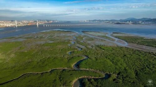 漳州市检察院办结全国单笔金额最大红树林碳汇认购案