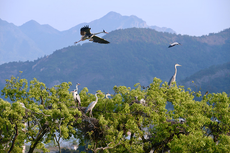 “两山”共“建”造“福”地——来自八闽大地的绿色发展观察