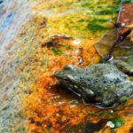 福建各地山珍，迄今最全，估计没有人都尝过，八闽君为你一一介绍