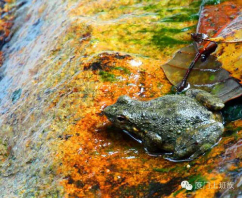 福建各地山珍，迄今最全，估计没有人都尝过，八闽君为你一一介绍