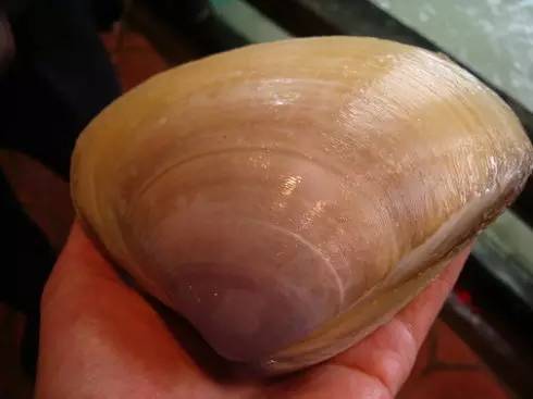 咱大福建的10种“天价”特产,有钱都不一定买得到,这些“天价”特产都是哪些呢?