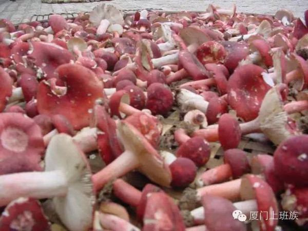 福建各地山珍,迄今最全,估计没有人都尝过,八闽君为你一一介绍