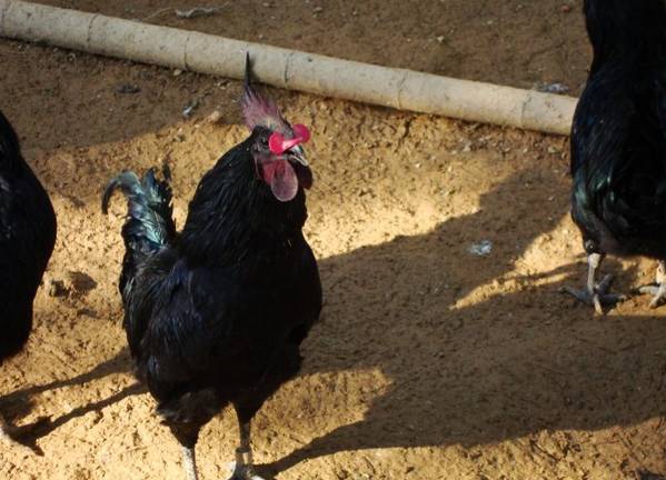 咱大福建的10种“天价”特产,有钱都不一定买得到,这些“天价”特产都是哪些呢?