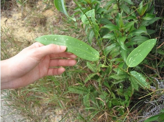福建山间这些草药,煲汤效果还真的都不一般