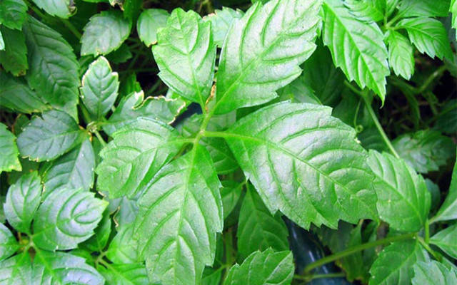 福建山间这些草药,煲汤效果还真的都不一般