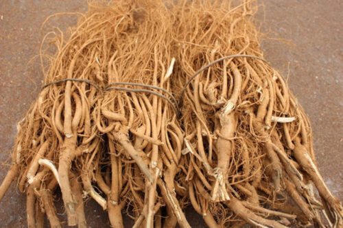 福建山间这些草药，煲汤效果还真的都不一般