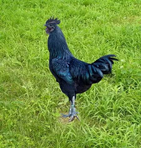 咱大福建的10种“天价”特产,有钱都不一定买得到,这些“天价”特产都是哪些呢?