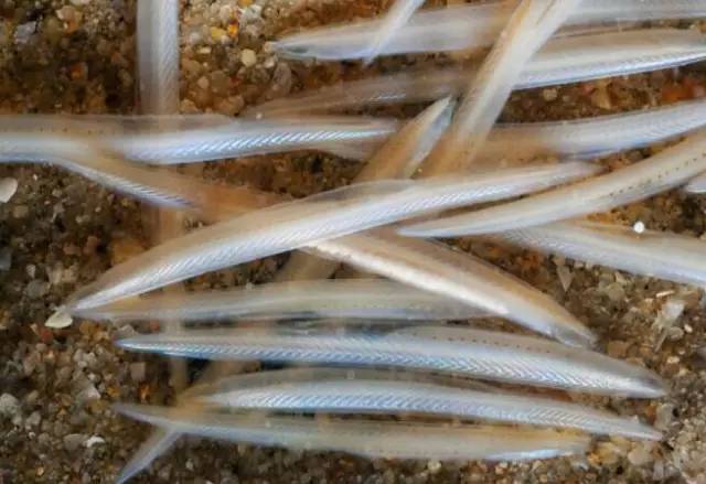 咱大福建的10种“天价”特产,有钱都不一定买得到,这些“天价”特产都是哪些呢?