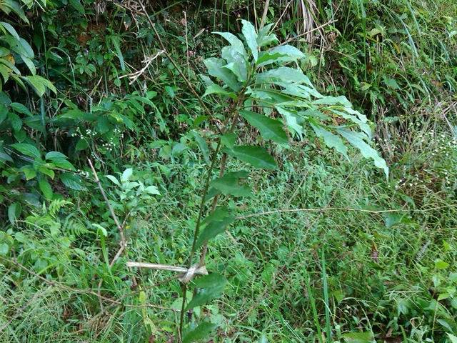 福建山间这些草药,煲汤效果还真的都不一般