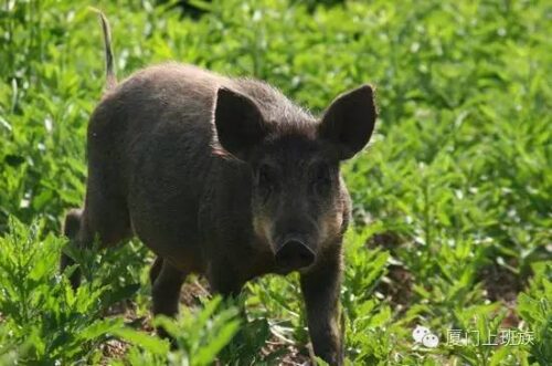 福建各地山珍，迄今最全，估计没有人都尝过，八闽君为你一一介绍