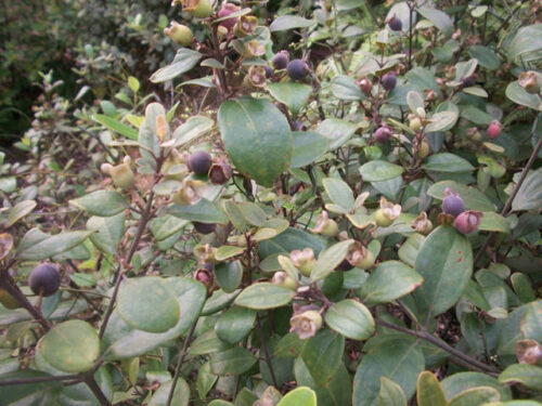 福建山间这些草药，煲汤效果还真的都不一般