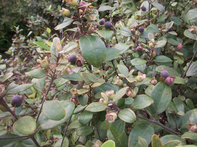 福建山间这些草药,煲汤效果还真的都不一般