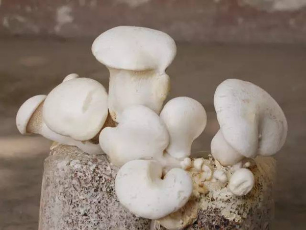 福建各地山珍,迄今最全,估计没有人都尝过,八闽君为你一一介绍