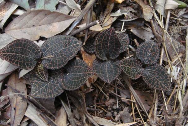 咱大福建的10种“天价”特产,有钱都不一定买得到,这些“天价”特产都是哪些呢?