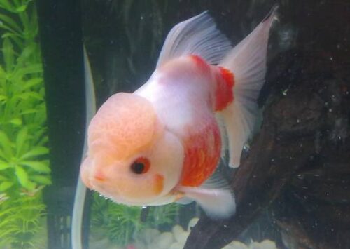 咱大福建的10种“天价”特产，有钱都不一定买得到，这些“天价”特产都是哪些呢？