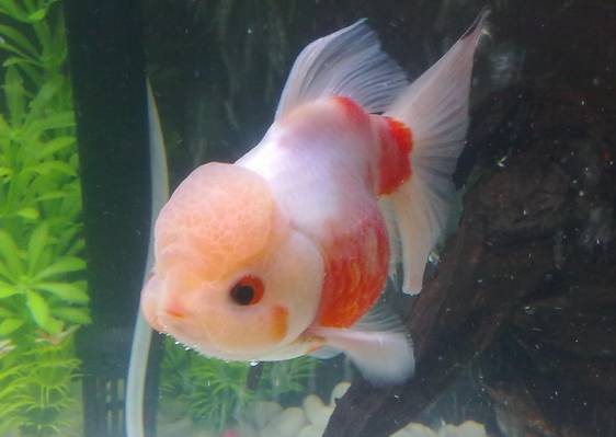 咱大福建的10种“天价”特产,有钱都不一定买得到,这些“天价”特产都是哪些呢?