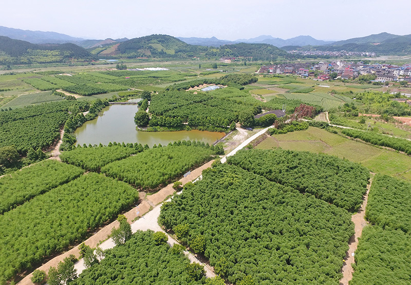 “两山”共“建”造“福”地——来自八闽大地的绿色发展观察