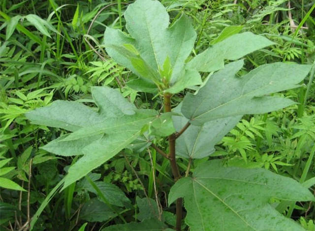 福建山间这些草药,煲汤效果还真的都不一般