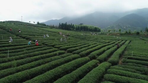 助力台胞在清流安家安业—— “心安之处即吾家”