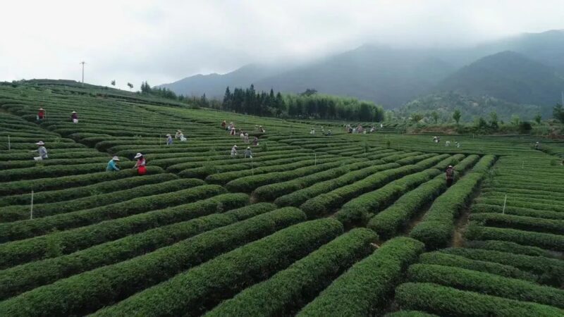 助力台胞在清流安家安业—— “心安之处即吾家”