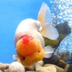 咱大福建的10种“天价”特产，有钱都不一定买得到，这些“天价”特产都是哪些呢？