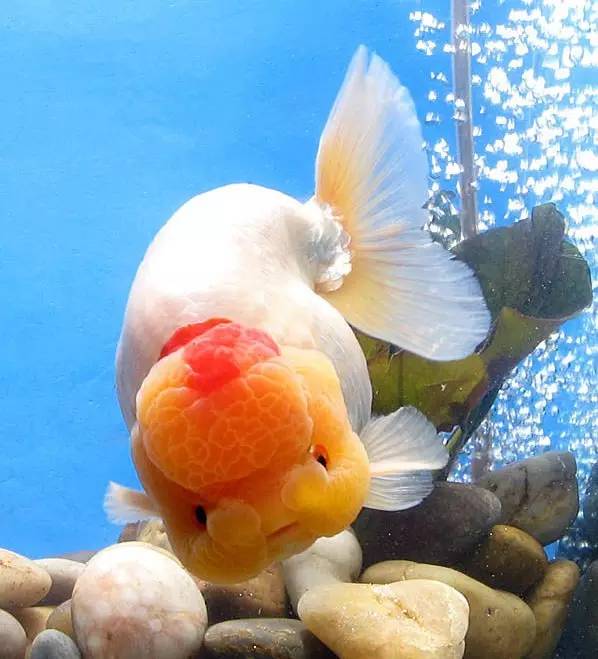 咱大福建的10种“天价”特产，有钱都不一定买得到，这些“天价”特产都是哪些呢？