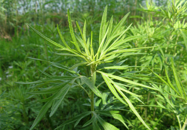 福建山间这些草药,煲汤效果还真的都不一般