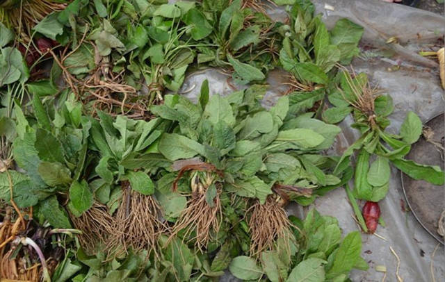 福建山间这些草药,煲汤效果还真的都不一般