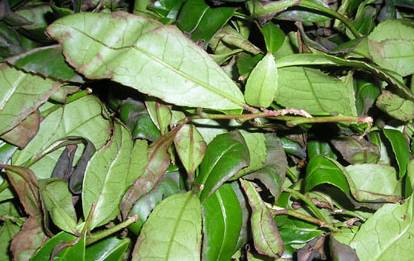 咱大福建的10种“天价”特产,有钱都不一定买得到,这些“天价”特产都是哪些呢?