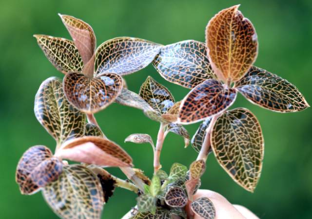 咱大福建的10种“天价”特产,有钱都不一定买得到,这些“天价”特产都是哪些呢?