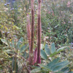 福建山间这些草药，煲汤效果还真的都不一般