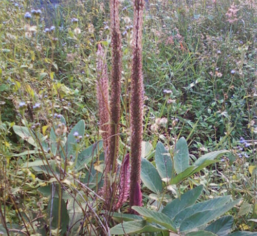 福建山间这些草药，煲汤效果还真的都不一般