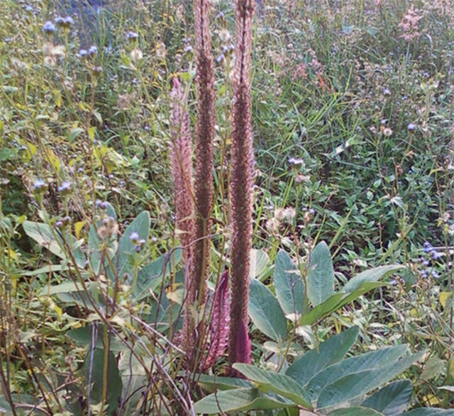 福建山间这些草药，煲汤效果还真的都不一般