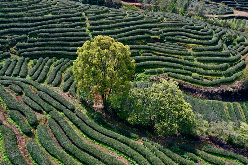 “两山”共“建”造“福”地——来自八闽大地的绿色发展观察