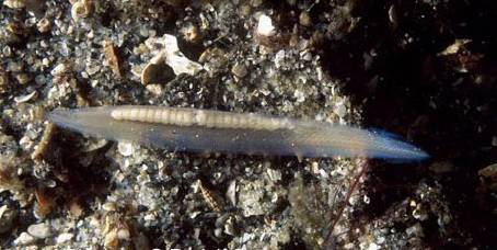 咱大福建的10种“天价”特产,有钱都不一定买得到,这些“天价”特产都是哪些呢?