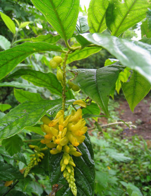 福建山间这些草药,煲汤效果还真的都不一般