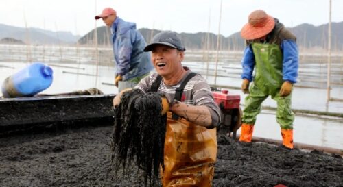 打卡霞浦！特产清单你了解了吗？